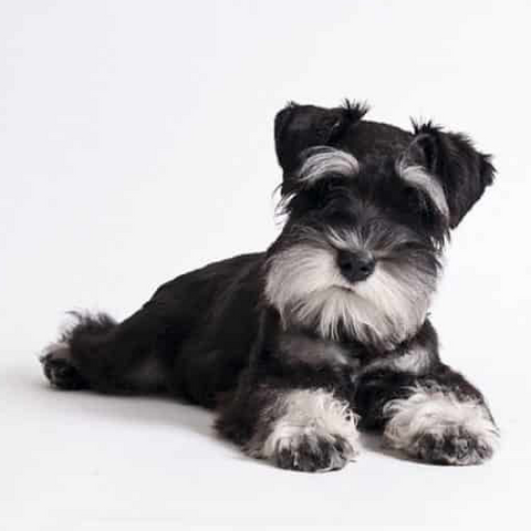 Schnauzer