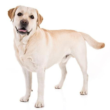 Labrador